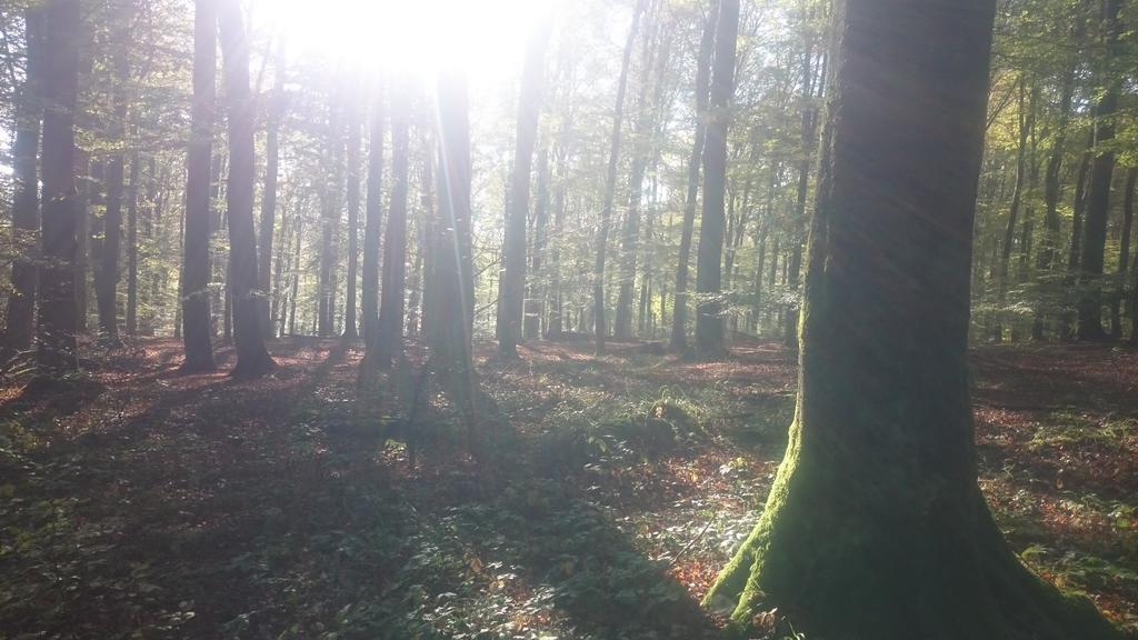 Fewo Zum Sonnenschein Simmerath Exterior photo